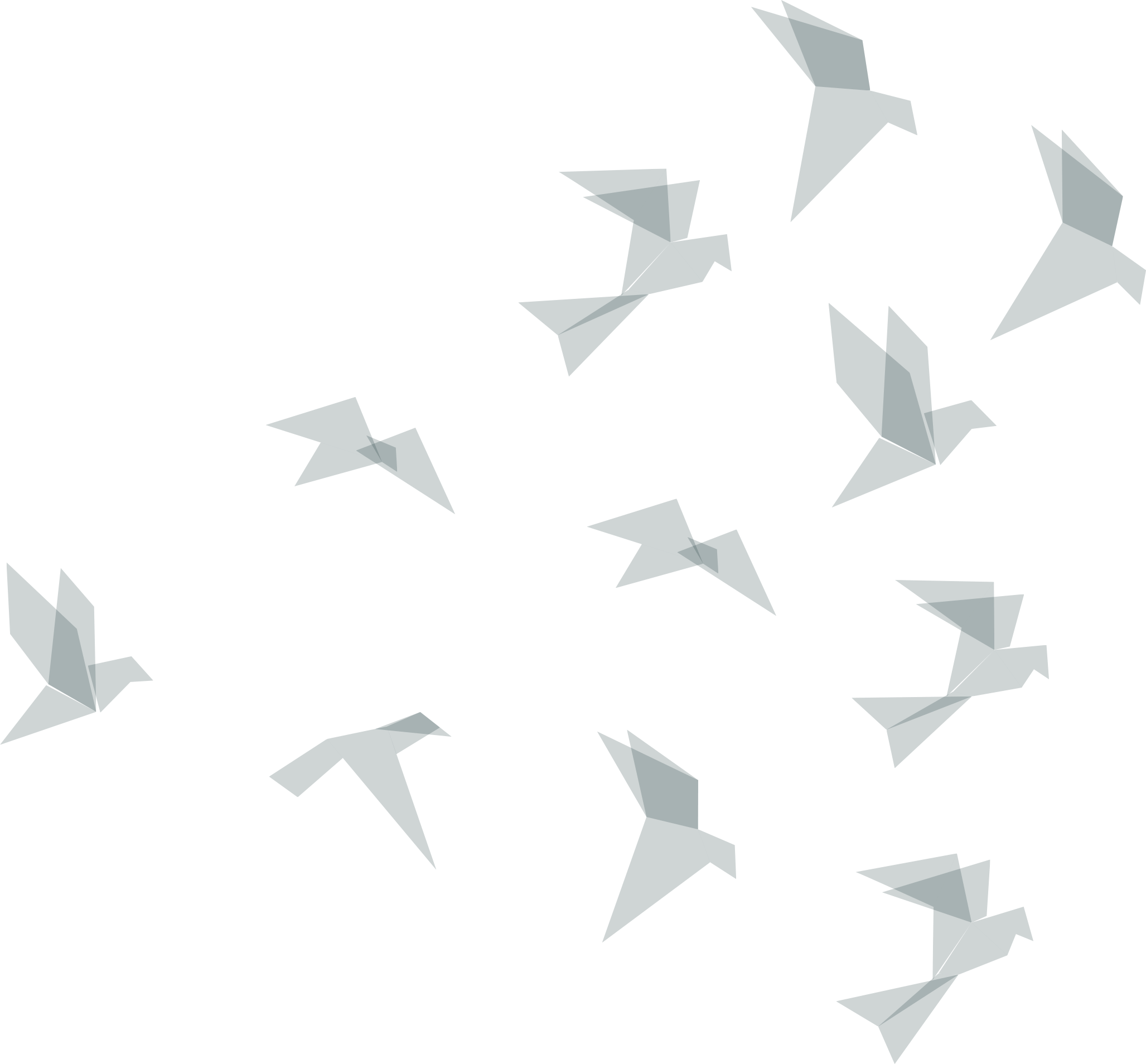 birds